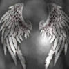 feenixdreams04